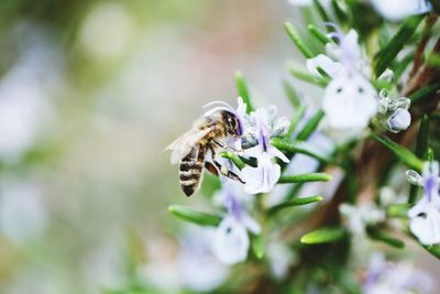 Close-up of bee pollinating on purple flower