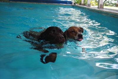 Dog swimming in pool