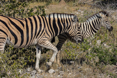 Side view of a zebra on field