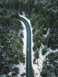 Road amidst trees in forest against sky