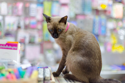 Close-up of cat sitting on table