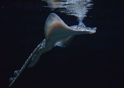 Close-up of fish swimming in aquarium