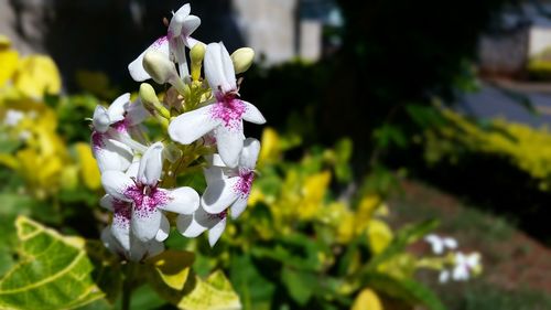 Close-up of white flowers