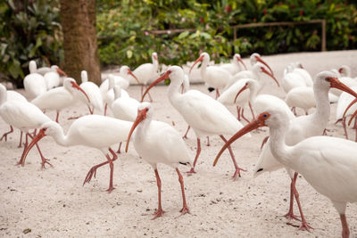 Flock of american white ibis eudocimus albus birds in southern florida.