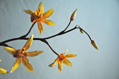 Close-up of yellow flowers