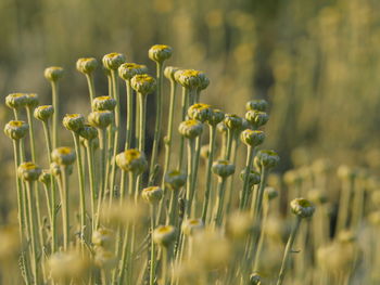 Close-up of yellow flowering plant on field