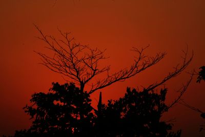 Low angle view of silhouette tree against orange sky