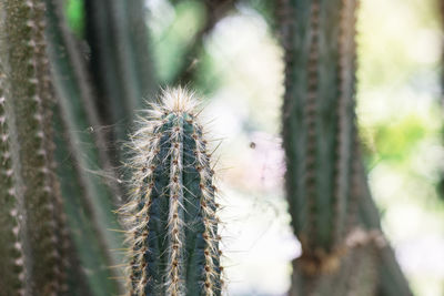 Close-up of plant