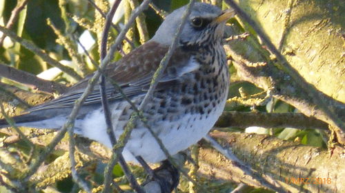 Close-up of owl perching on leaf