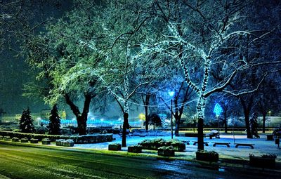 Bare trees during winter at night