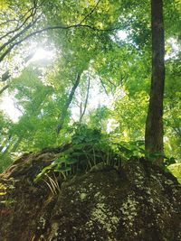 Trees in forest