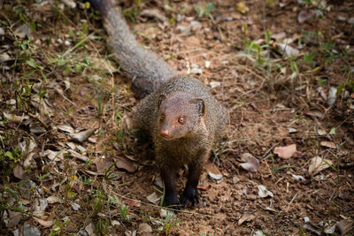 High angle view of small mammal