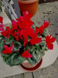 Close-up of red flowers