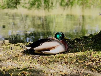 Close-up of a duck on a field