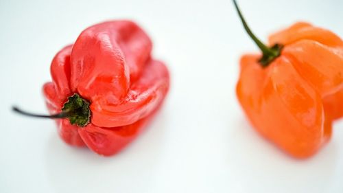 Close-up of red flower over white background