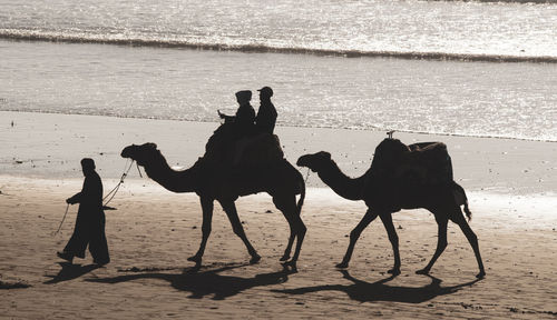 Horses on beach