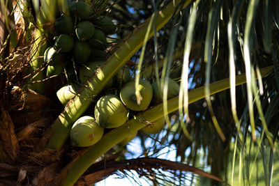 Low angle view of coconut palm tree