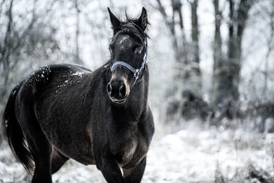 Close-up of a horse