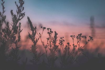 Low angle view of silhouette plants against sunset sky