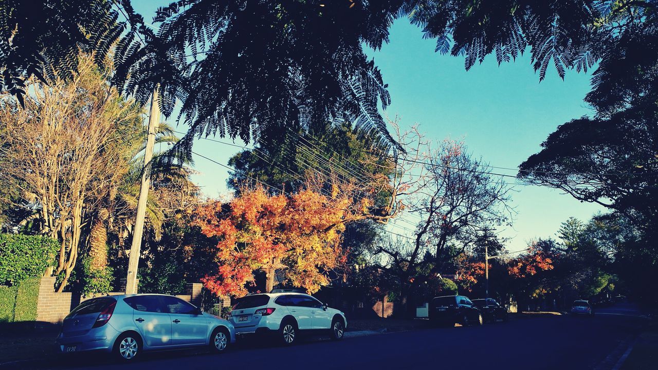 VIEW OF VEHICLES ON STREET AMIDST TREES