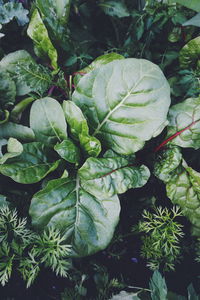 High angle view of fresh green leaf