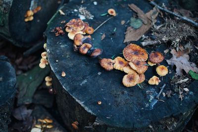 High angle view of mushrooms growing on field