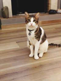 Portrait of cat sitting on wooden floor