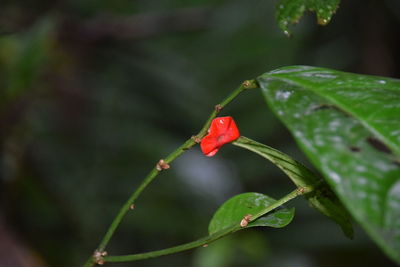 Close-up of insect on red flower