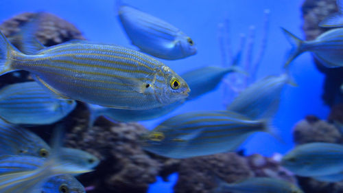 Close-up of fish swimming in aquarium