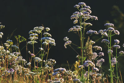 Close-up of white flowering plants on field