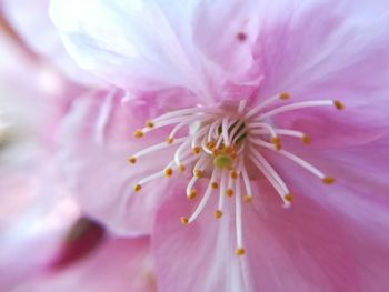 Close-up of pink flower