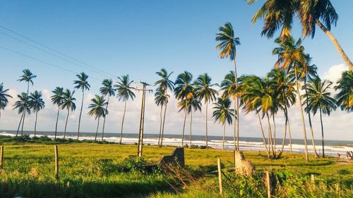 Palm trees by sea against clear blue sky