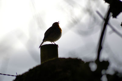 Close-up of bird perching against sky