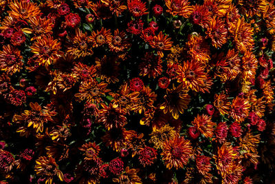 Full frame shot of flowering plants