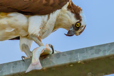 Low angle view of eagle against sky