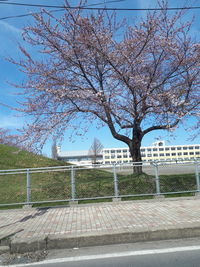 View of cherry tree by plants against sky