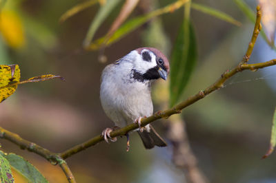 Field sparrow with nice posture on birch branch a forest