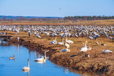 Resting migratory birds at lake hornborgasjon in the spring