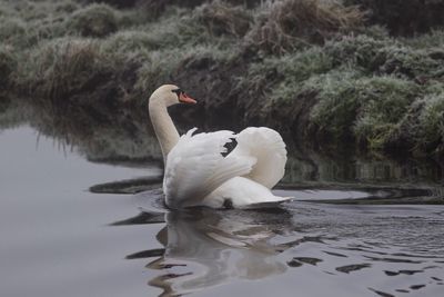 Swan floating on lake