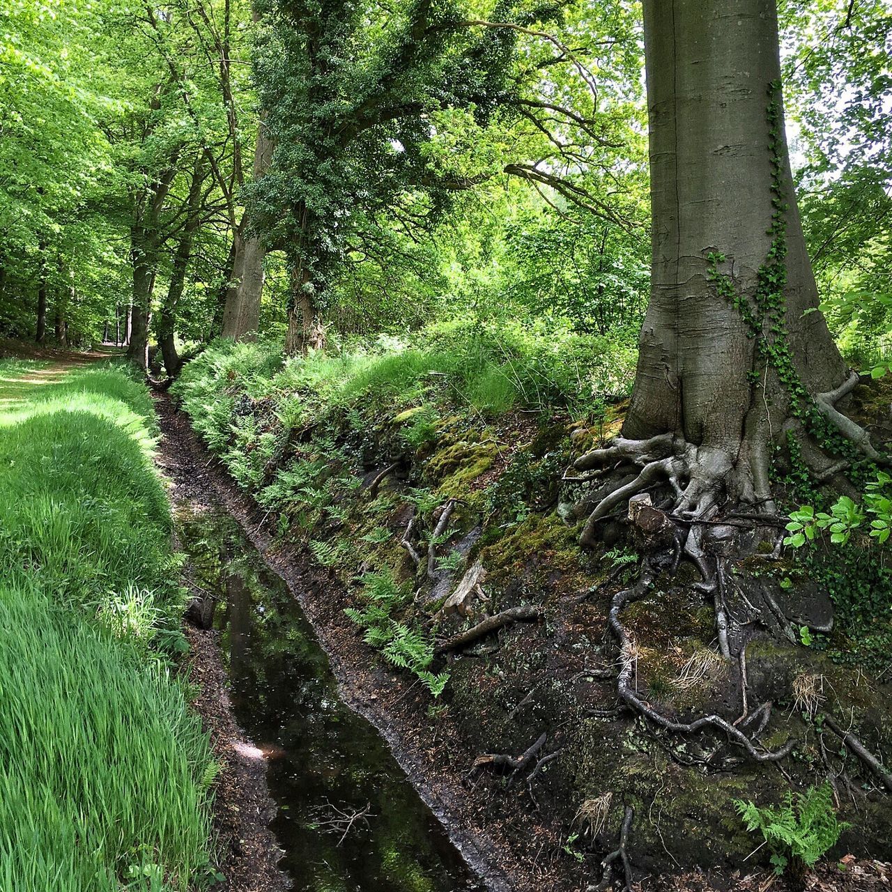 tree, forest, tree trunk, tranquility, growth, green color, nature, tranquil scene, branch, beauty in nature, scenics, the way forward, woodland, footpath, sunlight, non-urban scene, plant, day, narrow, outdoors