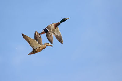 Low angle view of mallard ducks flying against clear sky