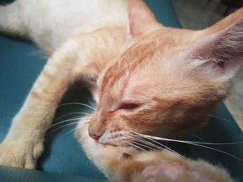 Close-up of cat sleeping