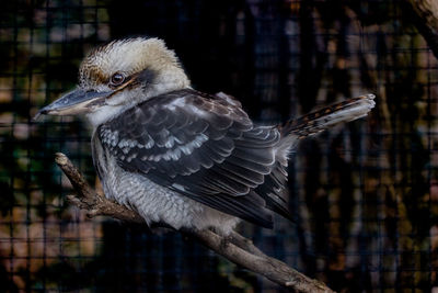 Close-up of a bird