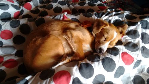 High angle view of dog sleeping on bed at home