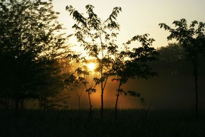 Silhouette trees on field against sky during sunset