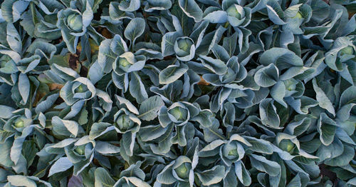 Cabbage field in the cabbage growing region schleswig holstein