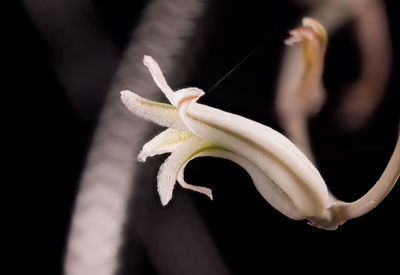 close-up