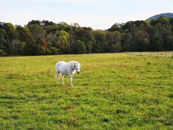 Horse in a field