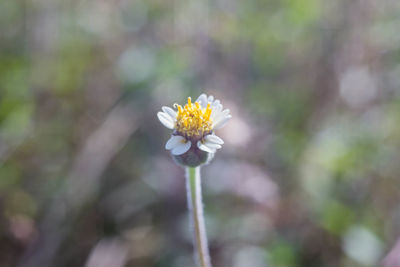 Close-up of white flowering plant