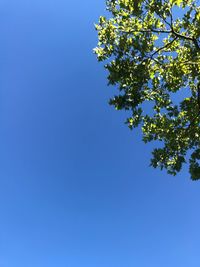 Low angle view of tree against clear blue sky